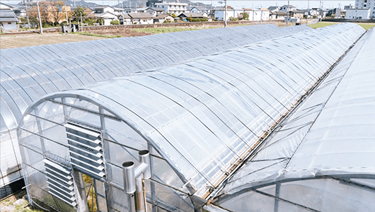 選び抜かれた球根から 育てられた菊