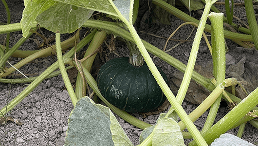 減農薬栽培で大切育てた野菜
