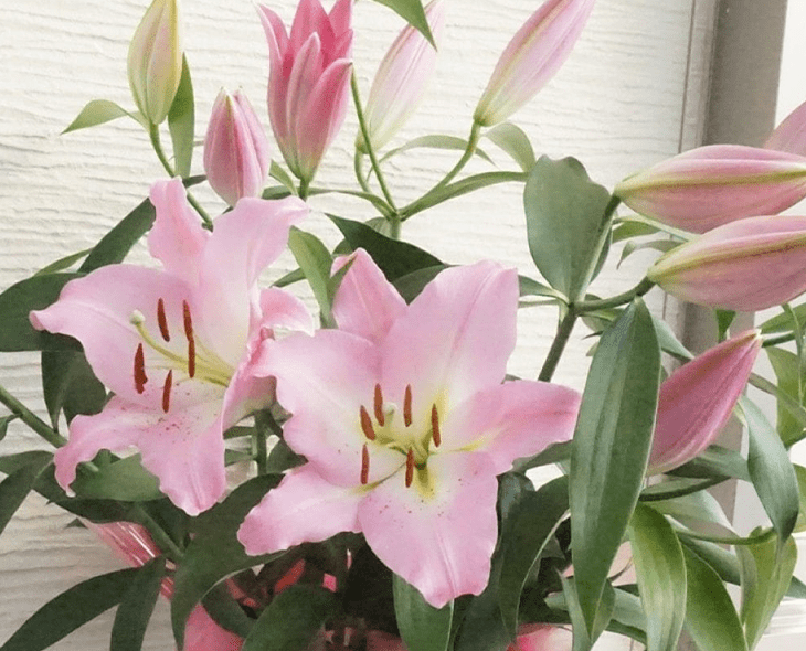 百合